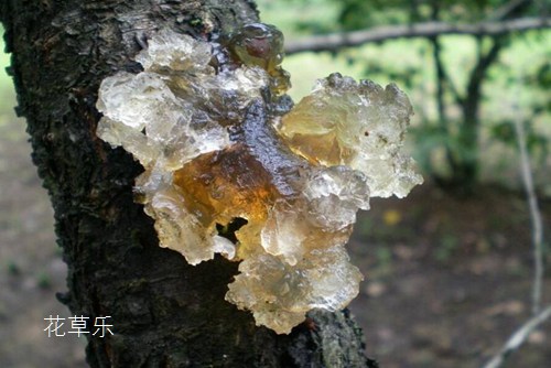二次元动漫美女束缚，魅力与争议的交织地带