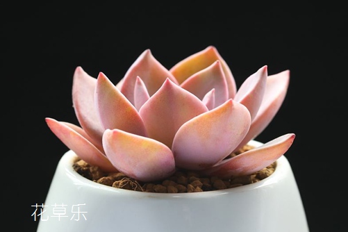 杜仲泡酒亚洲一卡2卡3卡4卡高清，古老智慧与现代健康的奇妙相遇
