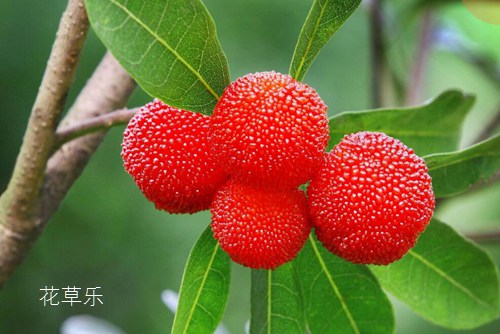 天竺葵素，解码生活中的非凡瞬间