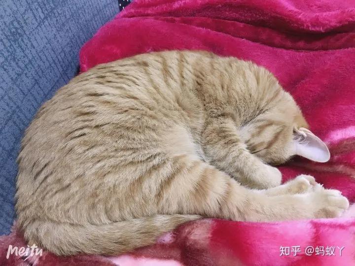 蓝精油及一本大道伊人av久久综合，揭秘神秘的蓝色疗愈力量，带你走进芳香疗法的新境界